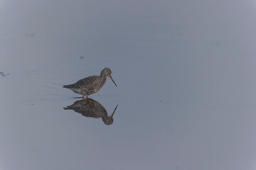 Common Redshank Tringa erythropus wading in a salt water pond in Morbihan, Bretagne