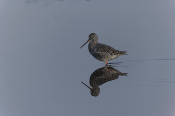 Common Redshank Tringa erythropus wading in a salt water pond in Morbihan, Bretagne