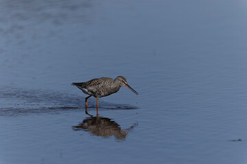Common Redshank Tringa erythropus wading in a salt water pond in Morbihan, Bretagne