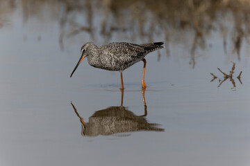 Common Redshank Tringa erythropus wading in a salt water pond in Morbihan, Bretagne