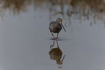 Common Redshank Tringa erythropus wading in a salt water pond in Morbihan, Bretagne