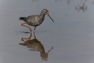 Common Redshank Tringa erythropus wading in a salt water pond in Morbihan, Bretagne
