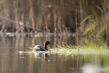 Little Grebe, Tachybaptus ruficollis, swims in its habitat - a natural habitat of a little grebe, a pond with thickets, a little grebe feels good here, a natural and wild refuge for water birds