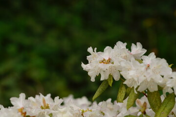 Rhododendren in weißer Blüte