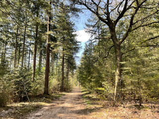 Path through the forest around Junne