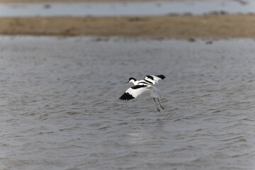 Pied avocet Recurvirostra avosetta in flight