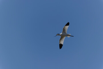 Fototapeta na wymiar Pied avocet Recurvirostra avosetta in flight
