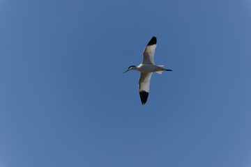 Pied avocet Recurvirostra avosetta in flight
