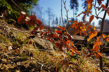 red leaves on the small tree 