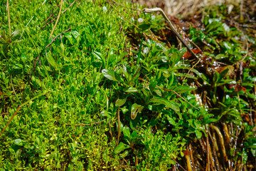 green moss in the forest stream