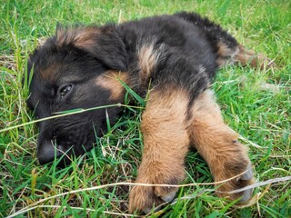 German shepherd puppy lying on grass in the garden. Relaxing in day time.