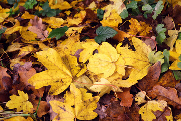Yellow leaves on the Palatinate forest floor on a fall day in Germany.