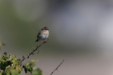 Zitting Cisticola Cisticola jucindis in close view in Morbihan, France