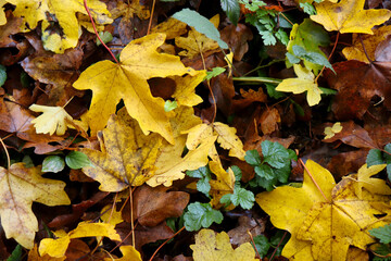 Bright yellow leaf on the Palatinate forest floor with brown and yellow leaves and green plants.