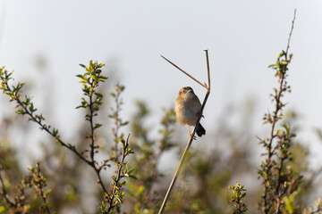 Zitting Cisticola Cisticola jucindis in close view in Morbihan, France