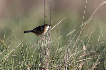 Zitting Cisticola Cisticola jucindis in close view in Morbihan, France