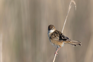 Zitting Cisticola Cisticola jucindis in close view in Morbihan, France