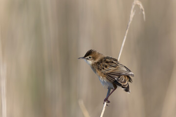 Zitting Cisticola Cisticola jucindis in close view in Morbihan, France