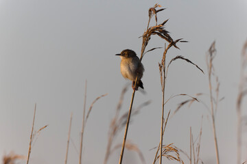 Zitting Cisticola Cisticola jucindis in close view in Morbihan, France