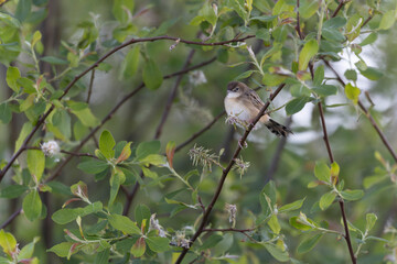Zitting Cisticola Cisticola jucindis in close view in Morbihan, France