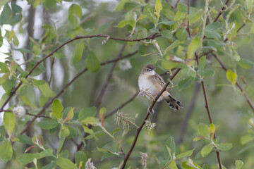 Fototapeta premium Zitting Cisticola Cisticola jucindis in close view in Morbihan, France