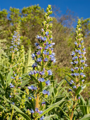Fototapeta premium Blue Tajinaste (Echium callithyrsum) near Valsequillo, Gran Canaria, Spain