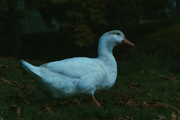 Pato blanco único en su especie, entorno del pato en la ciudad, aves en el panque buscando comida