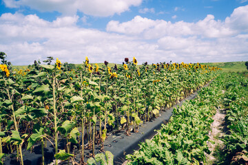 A modern flower farm in florida