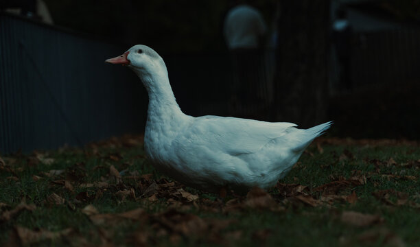 Pato blanco único en su especie, entorno del pato en la ciudad, aves en el panque buscando comida