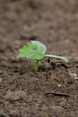 closeup the bunch ripe green round gourd vine plant seedling and soil heap in the farm soft focus natural green brown background.