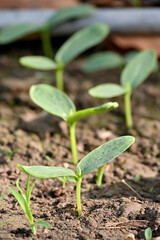 closeup the bunch ripe green round gourd vine plant seedling and soil heap in the farm soft focus natural green brown background.