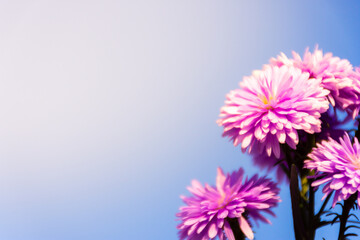 Close up blooming pink-purple flower of Marguerite daisy in blue sky background. With soft sun light. Unfocused. Blurry.