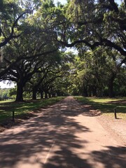 Tree Lined Road 