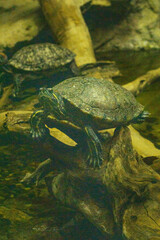 Obraz premium Tortuga verde. Retrato tortuga.