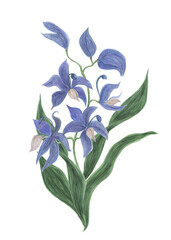 Watercolor painting blue exotic orchidea flower isolated on white © ramiia