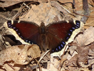 Butterfly - close up