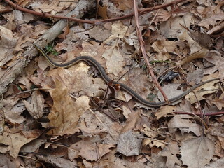 Garter snake on forest floor