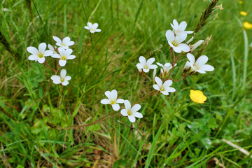 Meadow Saxifrage (Saxifraga granulata) growing wild in a French meadow
