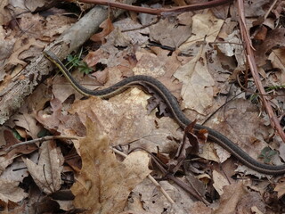 Garter snake on forest floor