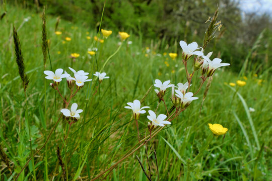Meadow Saxifrage (Saxifraga granulata) growing wild in a French meadow
