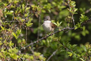 Common Whitethroat Curuca communis sitting in a bush