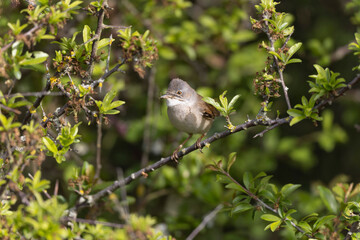 Fototapeta premium Common Whitethroat Curuca communis sitting in a bush