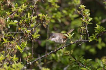 Common Whitethroat Curuca communis sitting in a bush