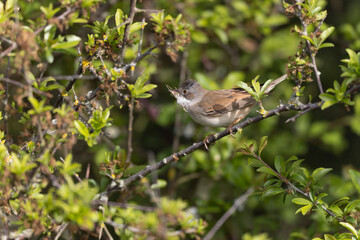 Common Whitethroat Curuca communis sitting in a bush