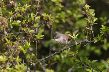 Common Whitethroat Curuca communis sitting in a bush