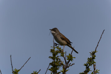 Common Whitethroat Curuca communis sitting in a bush