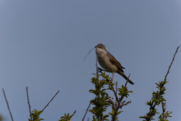 Common Whitethroat Curuca communis sitting in a bush