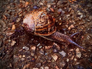 Snail on the stone