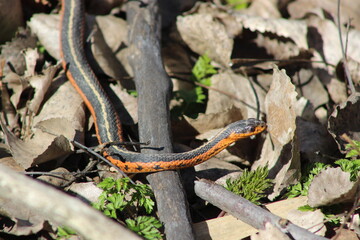 Common Garter Snake in spring