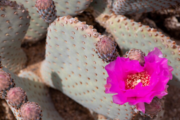 cactus in the desert